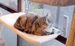 吸盤ハンモック