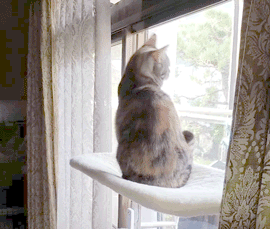 吸盤ハンモック