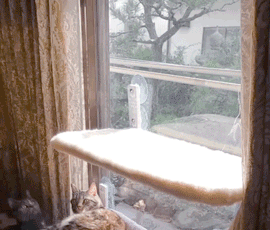 吸盤ハンモック