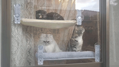 吸盤ハンモック