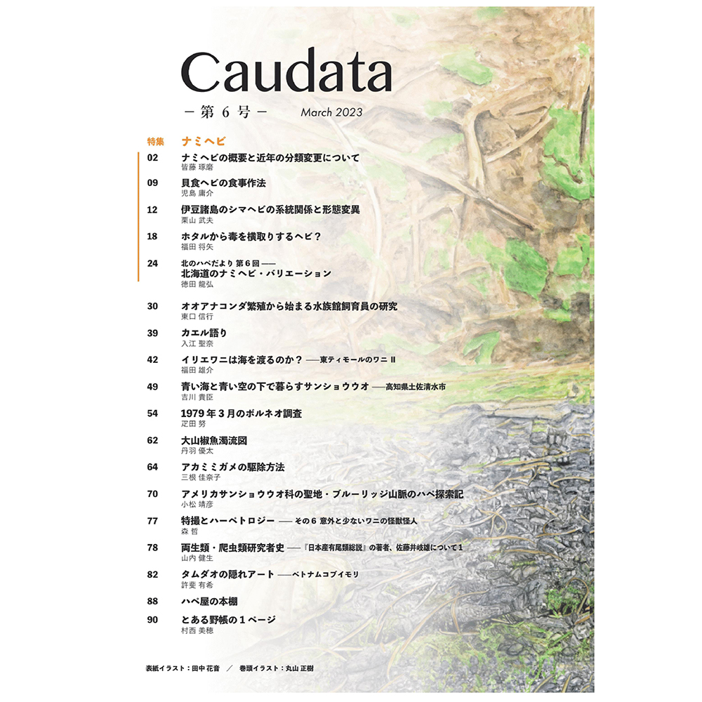 カウダータ6号