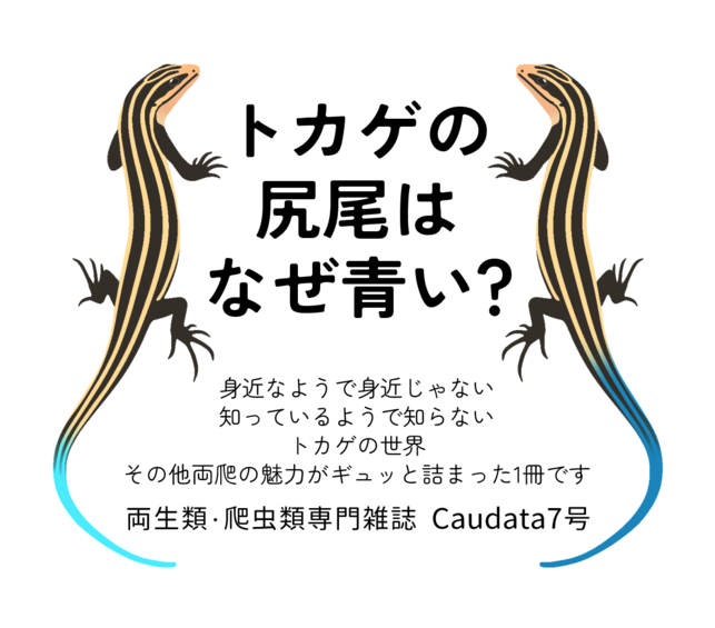 カウダータ7号