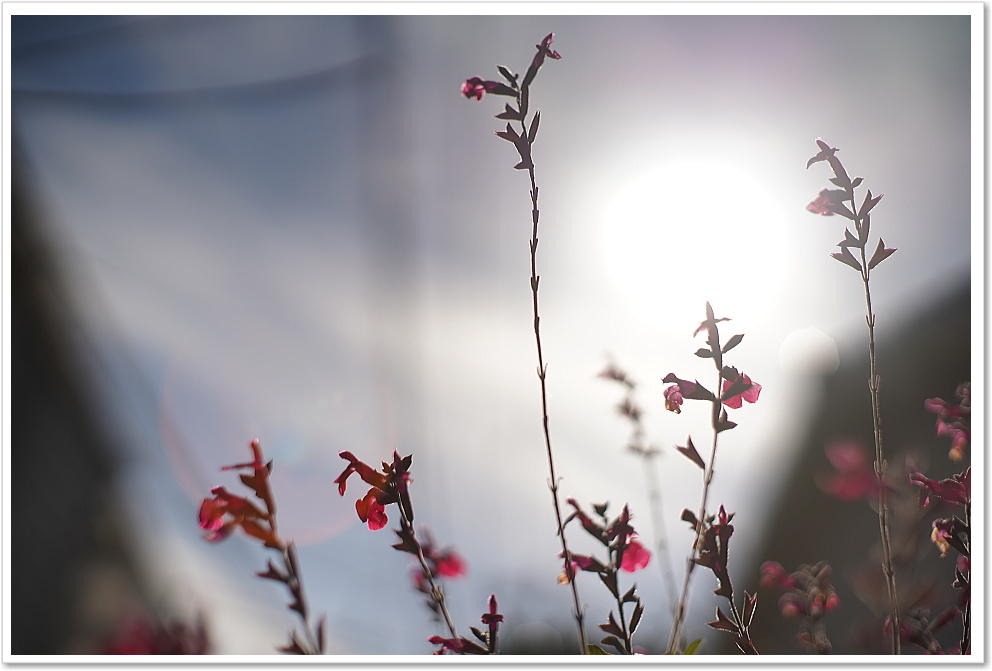 SMC Takumar 50mm F1.4 M4/3マウントセット L520 PENTAX SMC Takumar 50mm F1.4 M4/3アダプター付