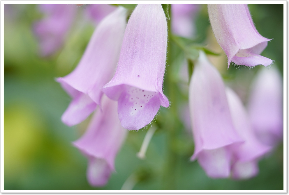 保証付 】【中古】 オールドレンズ CANON MACRO LENS NEW FD 50mm F3.5