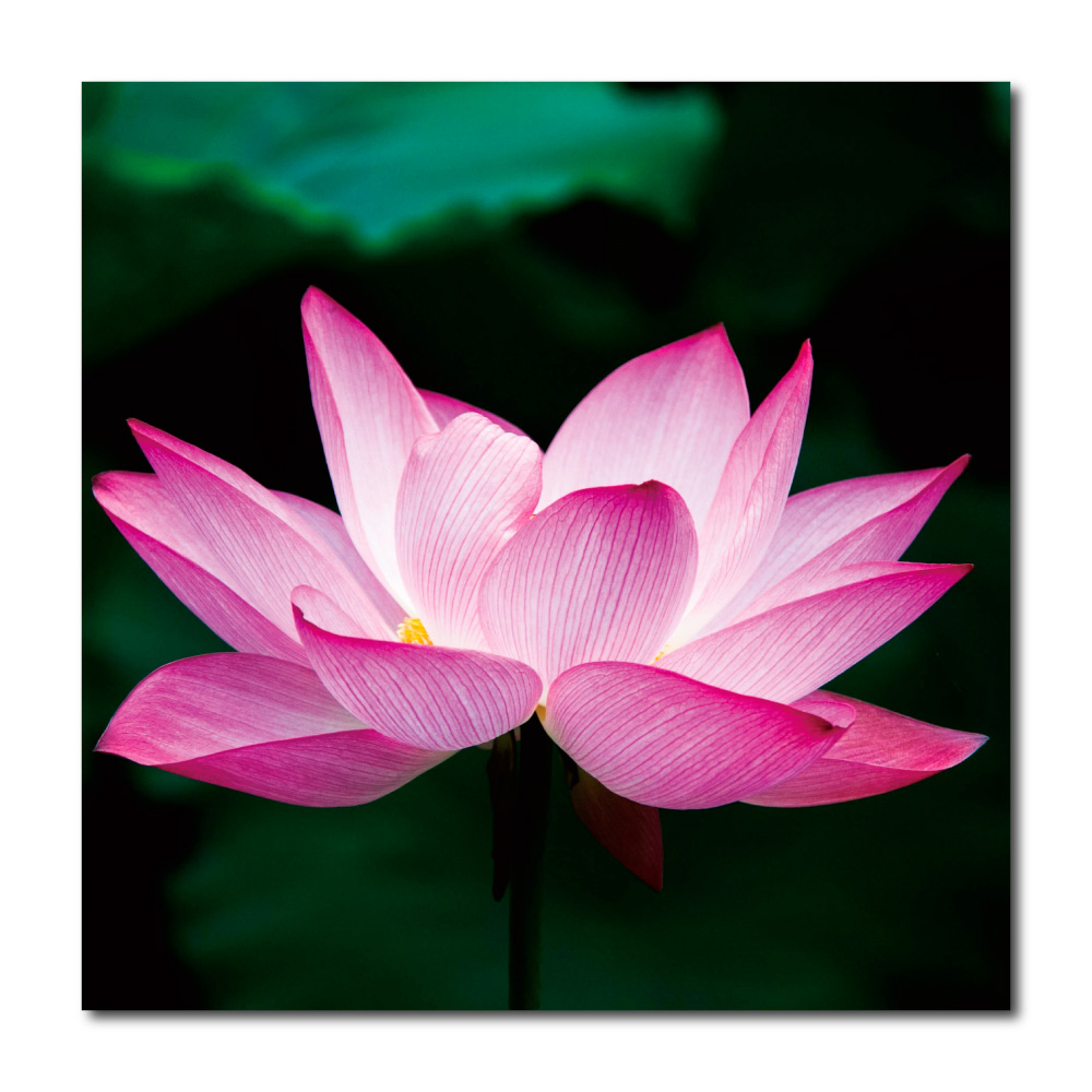 蓮の花 絵画の商品一覧 通販 - Yahoo!ショッピング