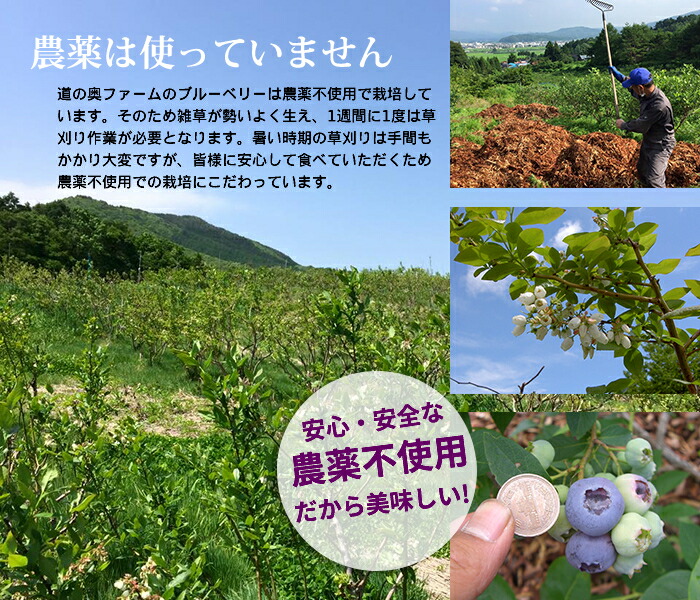 ブルーベリー生産者