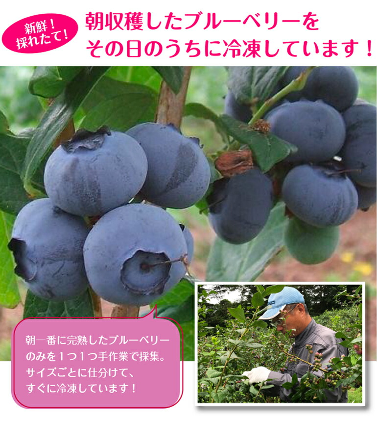 採れたて冷凍ブルーベリー