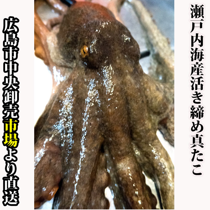 活き締め真たこ 1.5kg 生  レシピ付き 瀬戸内海産  蛸 タコ 刺身 たこさし