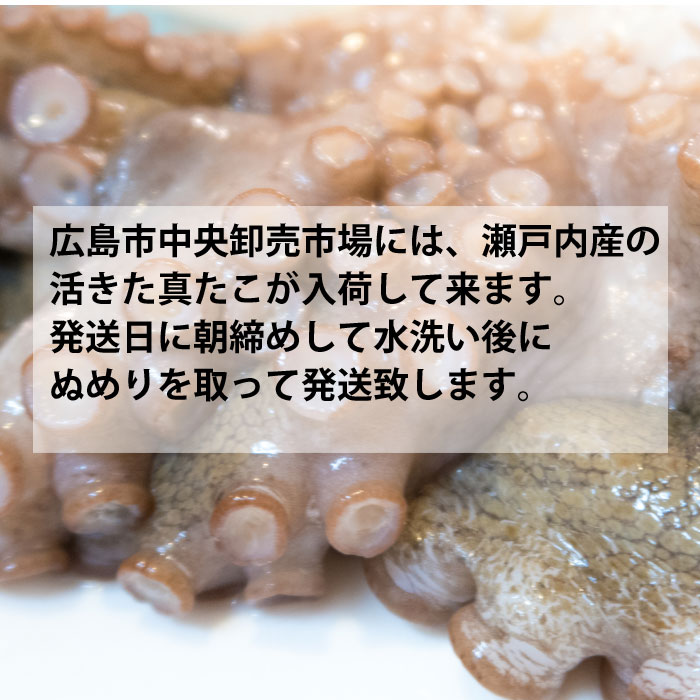 活き締め真たこ 1.5kg 生  レシピ付き 瀬戸内海産  蛸 タコ 刺身 たこさし