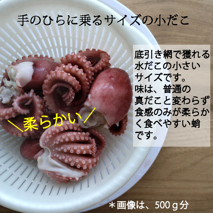 手のひらサイズのミズダコ