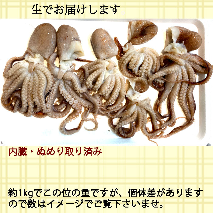 生 ミズダコ