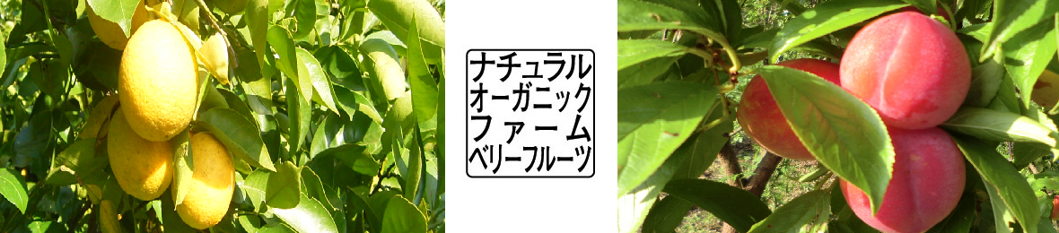 ナチュラルオーガニックファームベリーフルーツ ヘッダー画像
