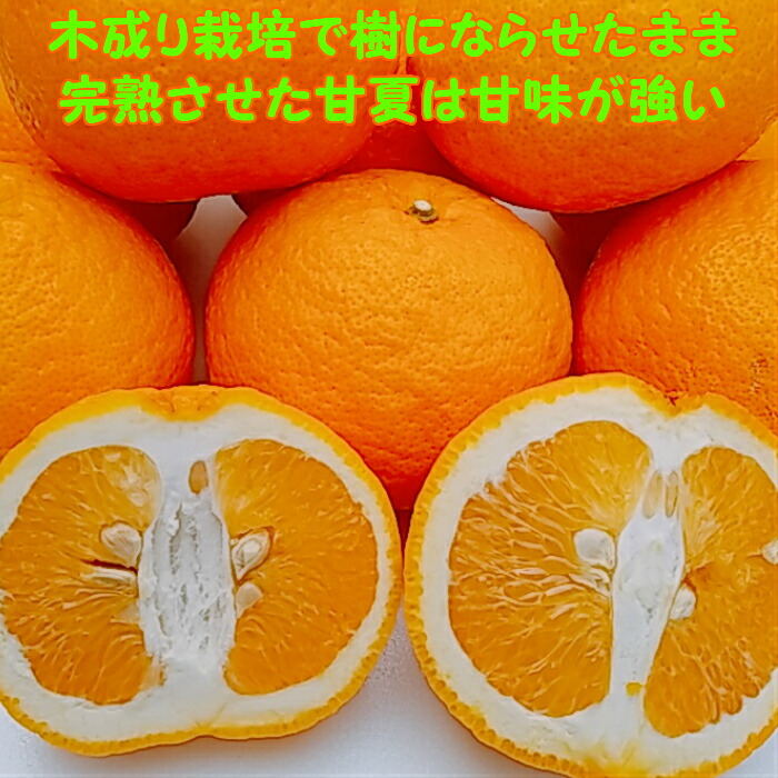 商品画像2