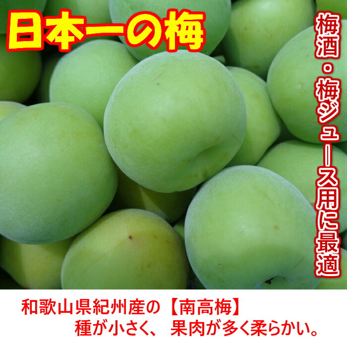南高梅 青梅 (生梅) 3L サイズ 5kg 大粒 【秀品】 送料無料本場 和歌山