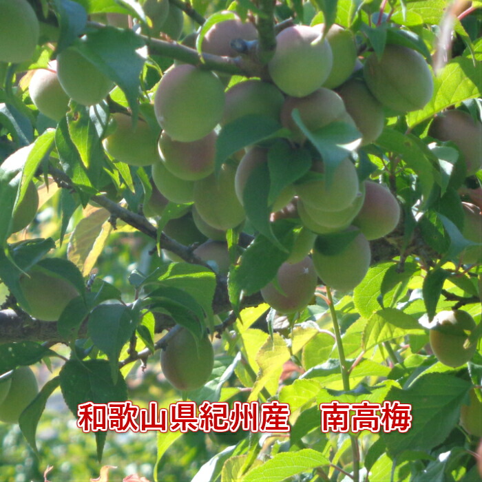 無農薬栽培 完熟南高梅(青梅) 2キロ 上級品(A~B級)
