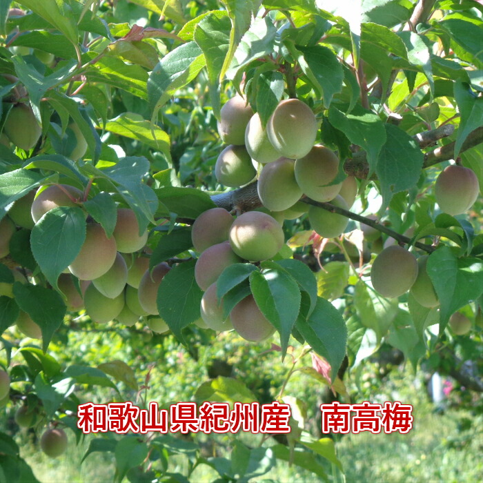 楽天市場】和歌山県産 南高梅 完熟梅 秀品 10kg 3Lサイズ以上(3L