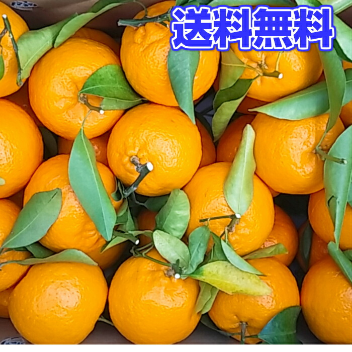 紀州 木熟 葉付き ポンカン 10kg 2L 【秀品】 送料無料木熟葉付き