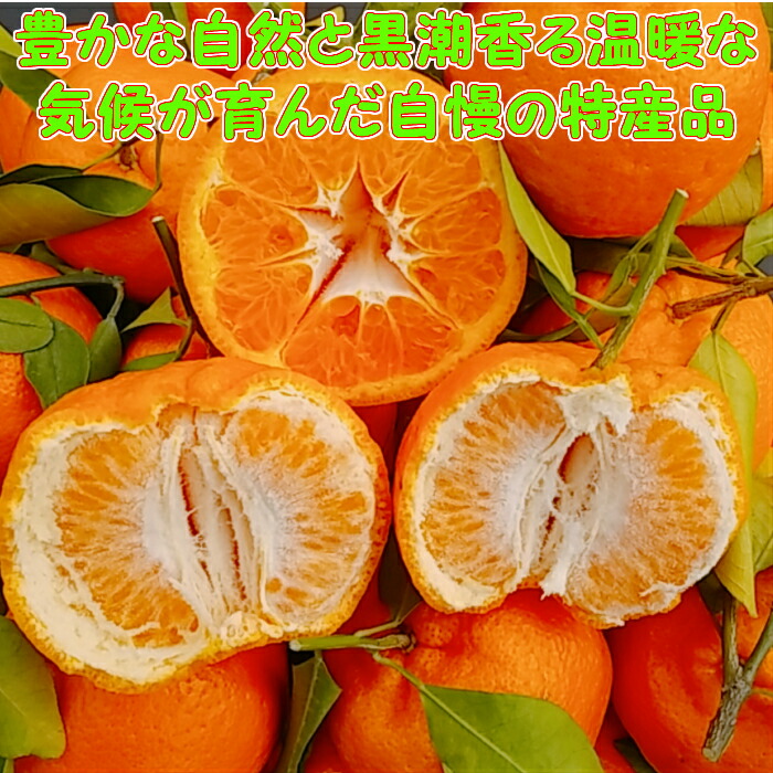 紀州 木熟 葉付き ポンカン 10kg 2L 【秀品】 送料無料木熟葉付き