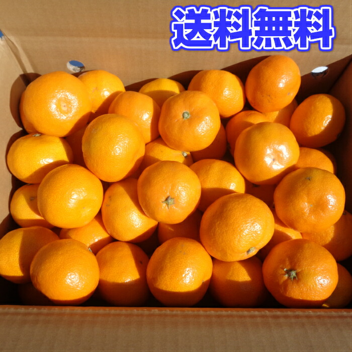 和歌山【秀品】越冬葉付き完熟みかん Sサイズ 5kg 特別栽培 甘さ