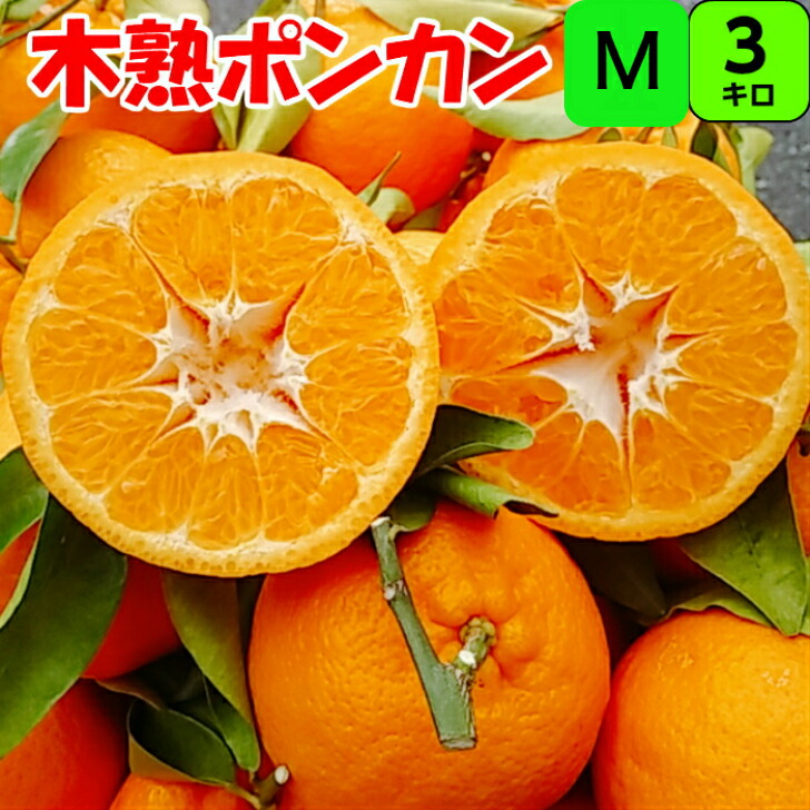 紀州 木熟 葉付き ポンカン 3kg M サイズ 【秀品】 送料無料木熟葉付き