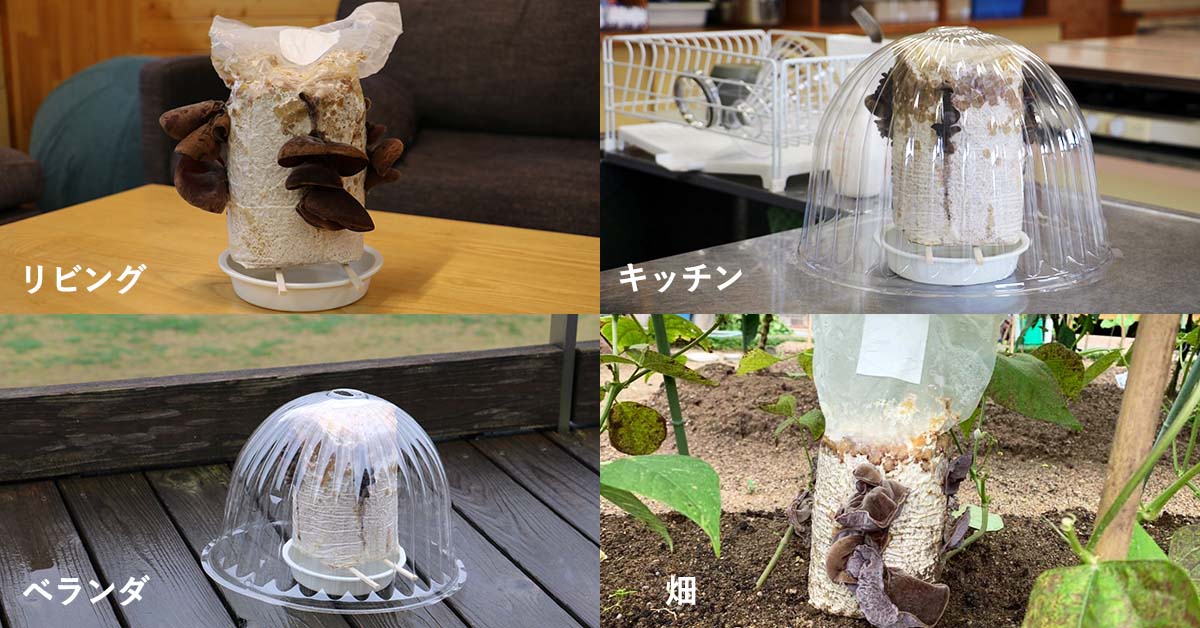 きくらげ栽培に適した場所