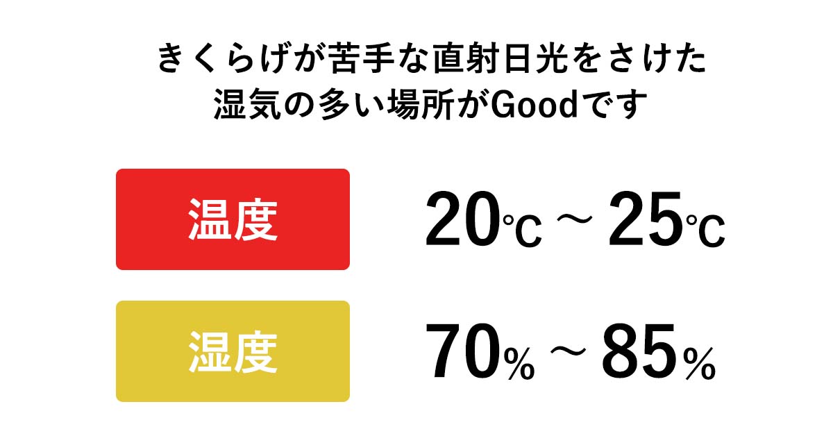 きくらげの栽培環境 きくらげは直射日光を避け湿気の多い場所で栽培してください