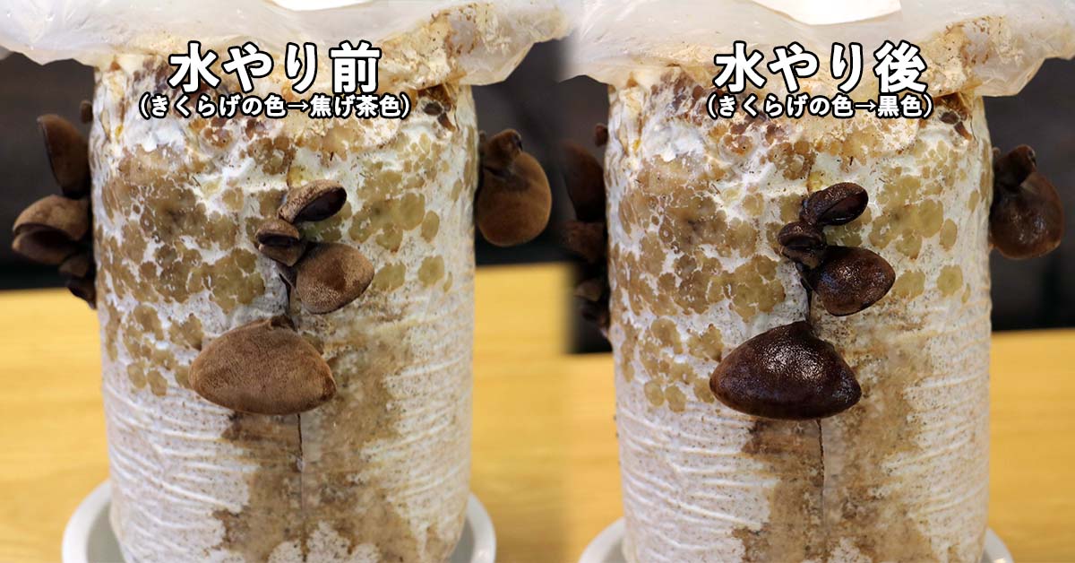 (3)水やり