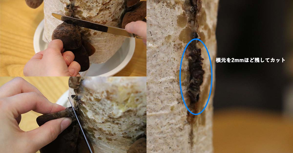 (6)2回目の収穫＆休養