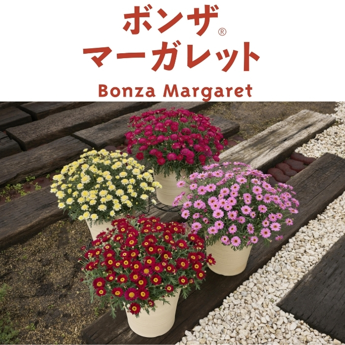 予約 ボンザマーガレット 4品種×各1株 Cセット 肥料付き 3.5号ポット