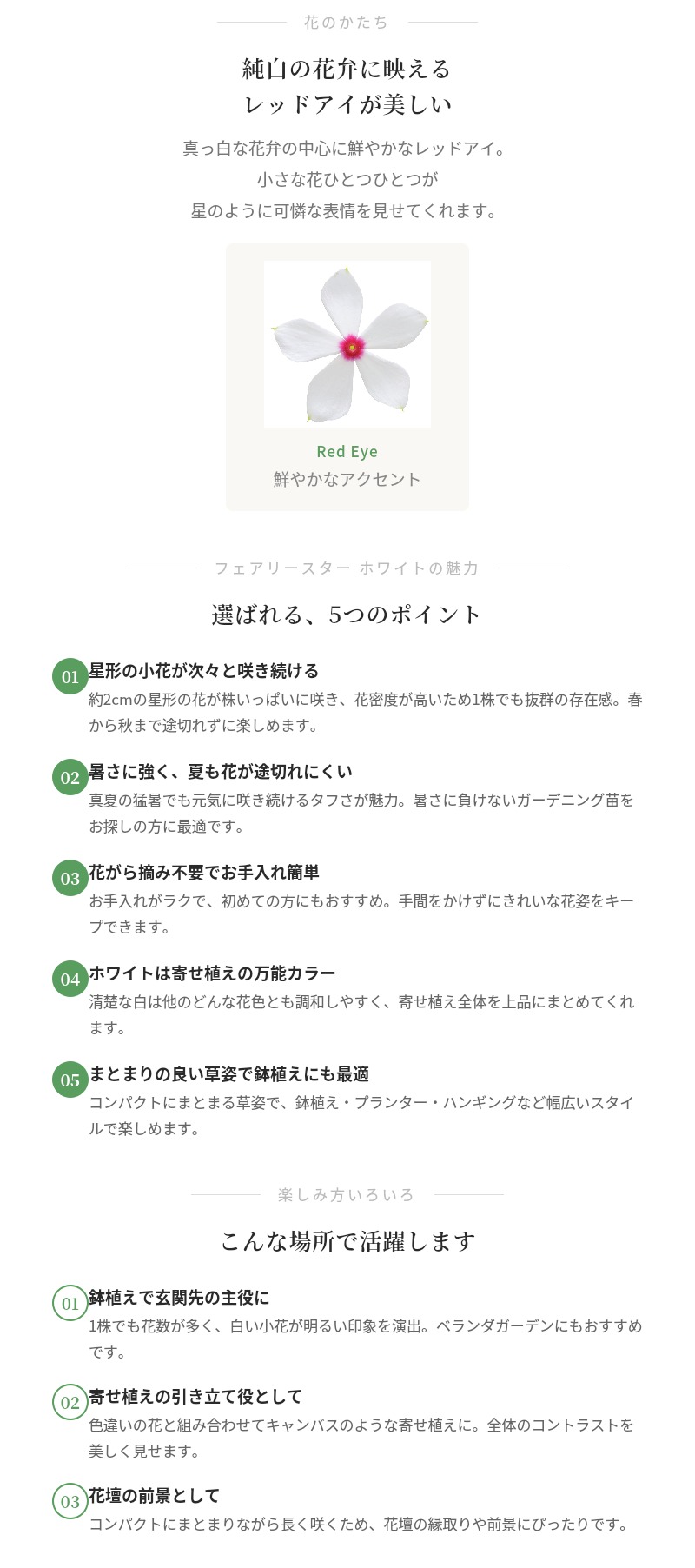 フェアリースター 苗 ホワイト 1株 3号ポット サントリーフラワーズ