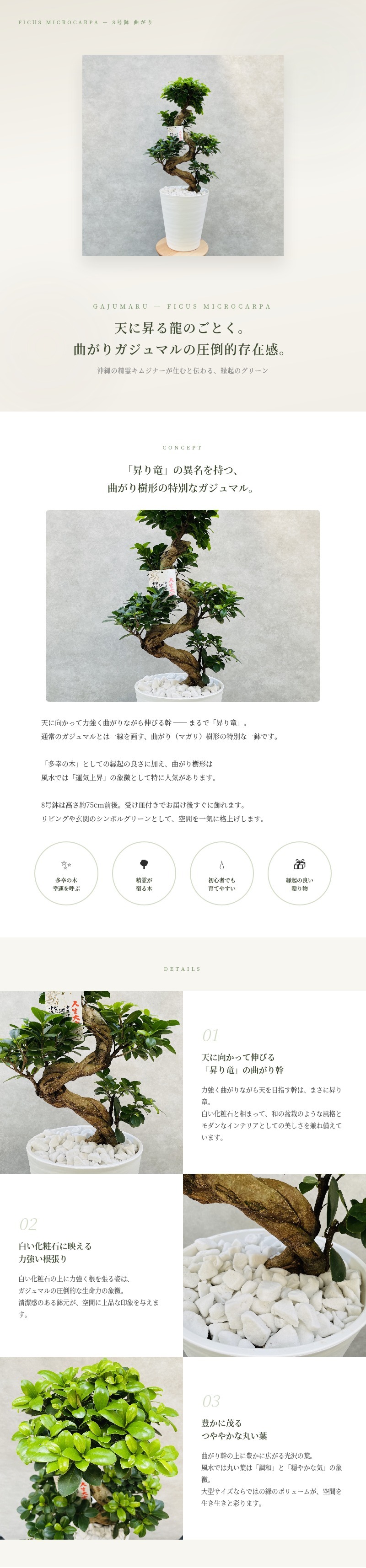 ガジュマルの木 観葉植物 曲がり 8号鉢苗 受け皿付き おしゃれ 昇り竜