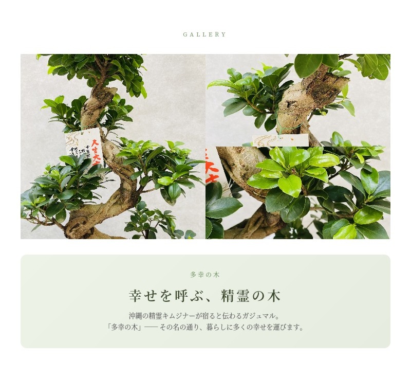 ガジュマルの木 観葉植物 曲がり 8号鉢苗 受け皿付き おしゃれ 昇り竜
