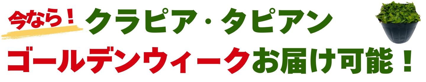 ミドリスークラピアと雑草対策ー ヘッダー画像