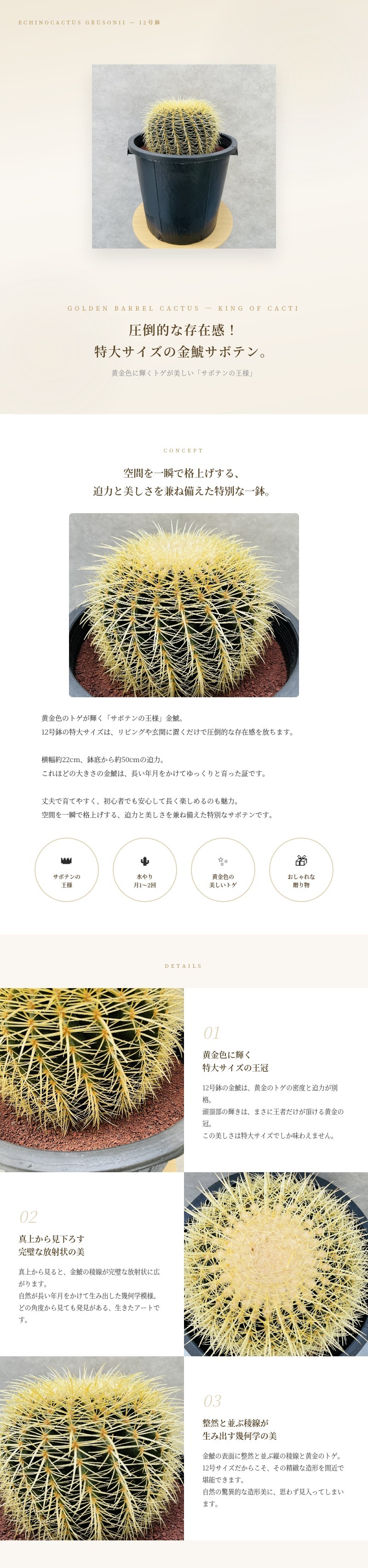 サボテンの王様 金鯱 12号鉢 大型 特大 観葉植物 多肉植物 金シャチ