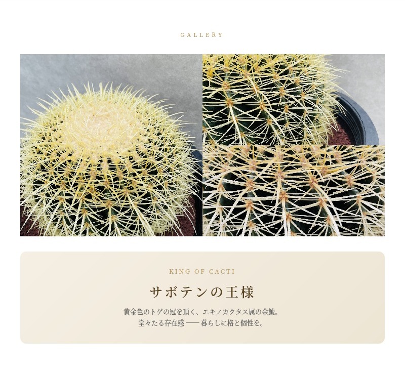 サボテンの王様 金鯱 12号鉢 大型 特大 観葉植物 多肉植物 金シャチ