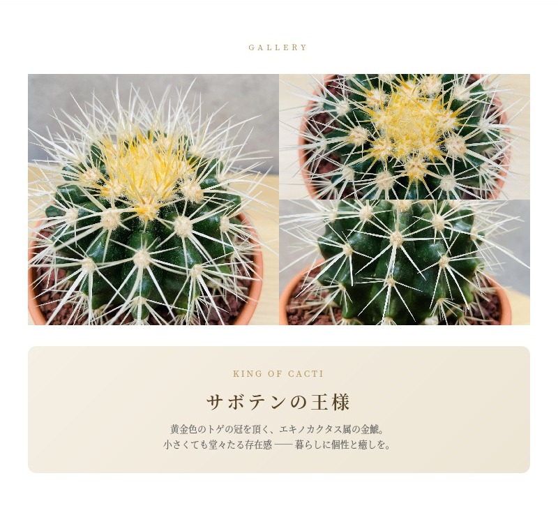 キンシャチ　金鯱 #3 サボテンの王様 金鯱 3号鉢 小さなミニサイズ 観葉植物 多肉植物 金
