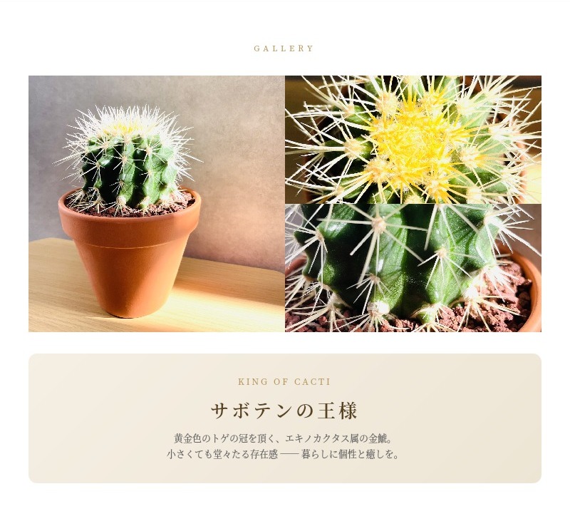 サボテンの王様 金鯱 4号鉢 小さいミニサイズ 観葉植物 多肉植物 金