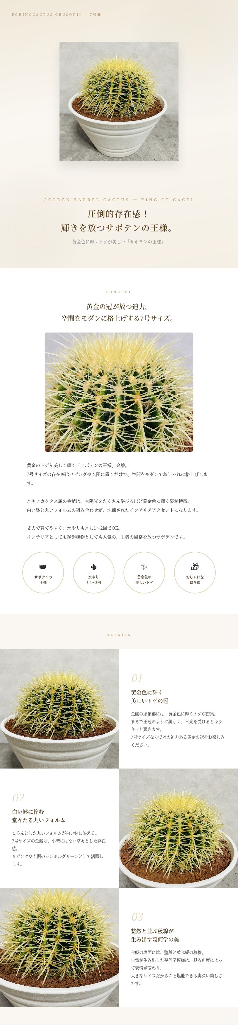 サボテンの王様 金鯱 7号鉢 大型 観葉植物 多肉植物 金シャチ おしゃれ