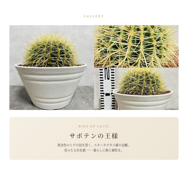 サボテンの王様 金鯱 7号鉢 大型 観葉植物 多肉植物 金シャチ おしゃれ