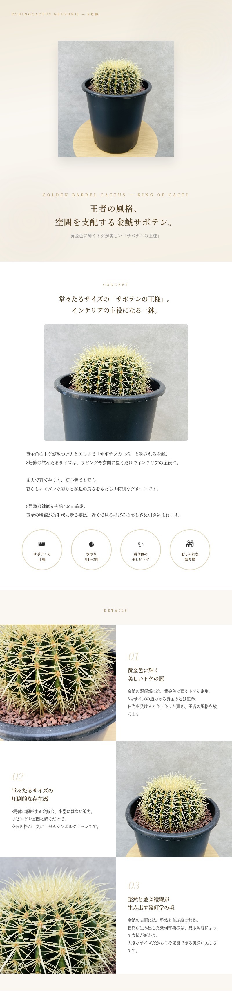 金鯱11号王冠竜8号 セット サボテンの王様 金鯱 8号鉢 大型 観葉植物 多肉植物 金シャチ おしゃれ