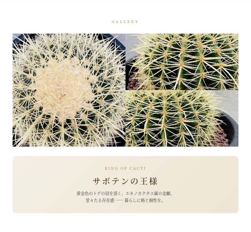 金鯱11号王冠竜8号 セット サボテンの王様 金鯱 8号鉢 大型 観葉植物 多肉植物 金シャチ おしゃれ