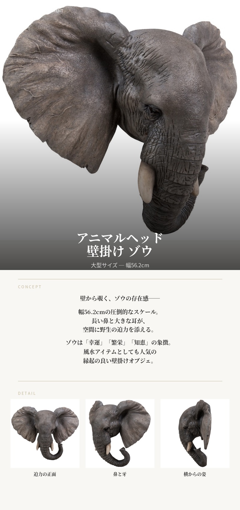 アニマルヘッド壁掛け ゾウ 横幅56.2cm 象グッズ 置物 縁起物 風水