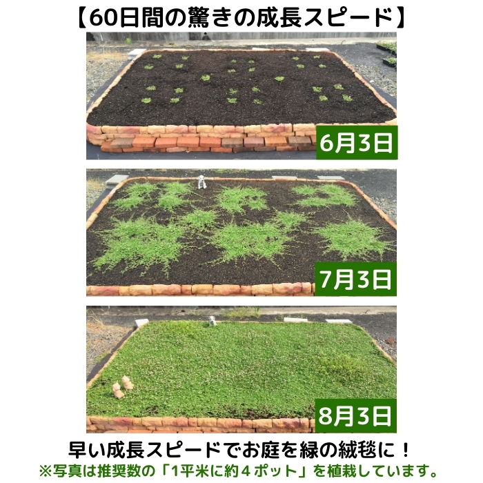 クラピアの成長スピード