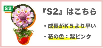 クラピア S2