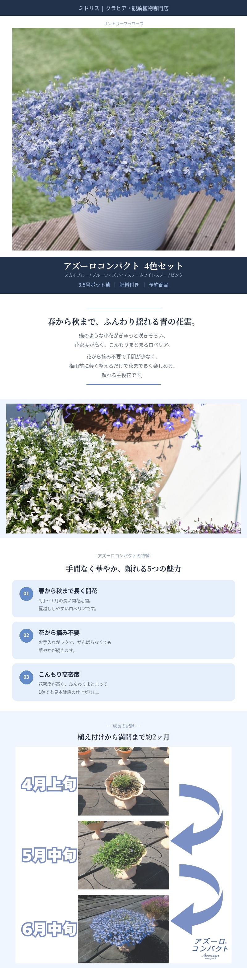 アズーロコンパクト 4品種×各1株セット 肥料付き 3.5号 花苗 青色の花