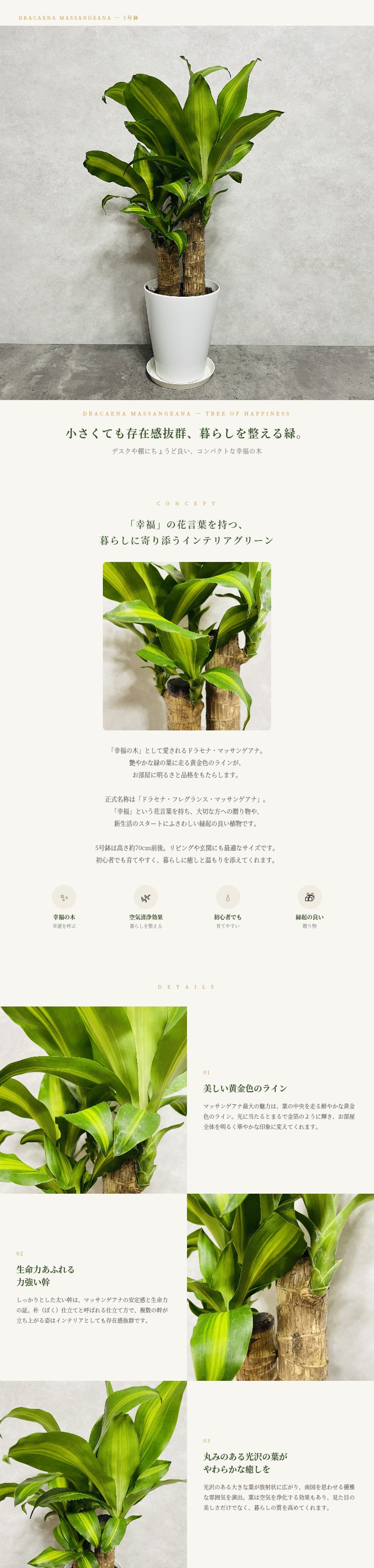 観葉植物 ドラセナ マッサンゲアナ 5号鉢 幸福の木 おしゃれ 育て