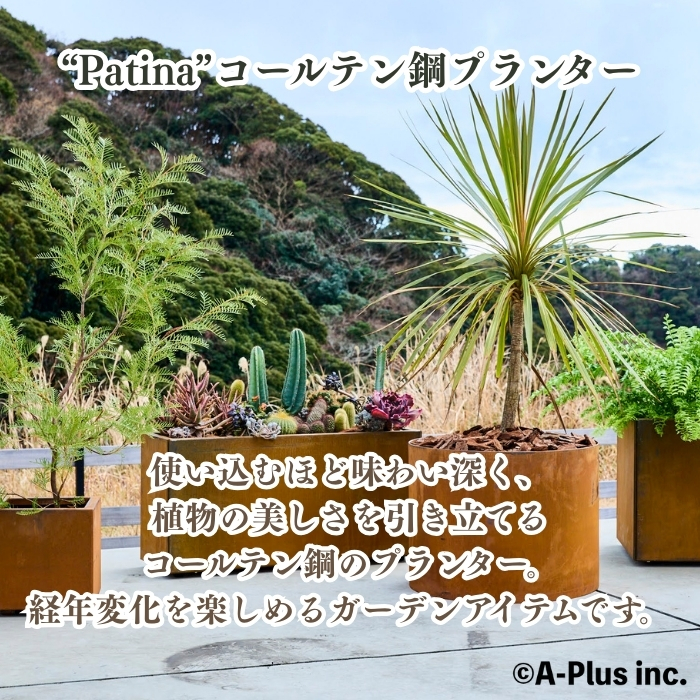 超特大 ニオイシュロラン2.5M(鉢底から)※引き取り限定又はエリア限定配送 超特大 ニオイシュロラン2.5M(鉢底から)※引き取り限定又はエリア限定