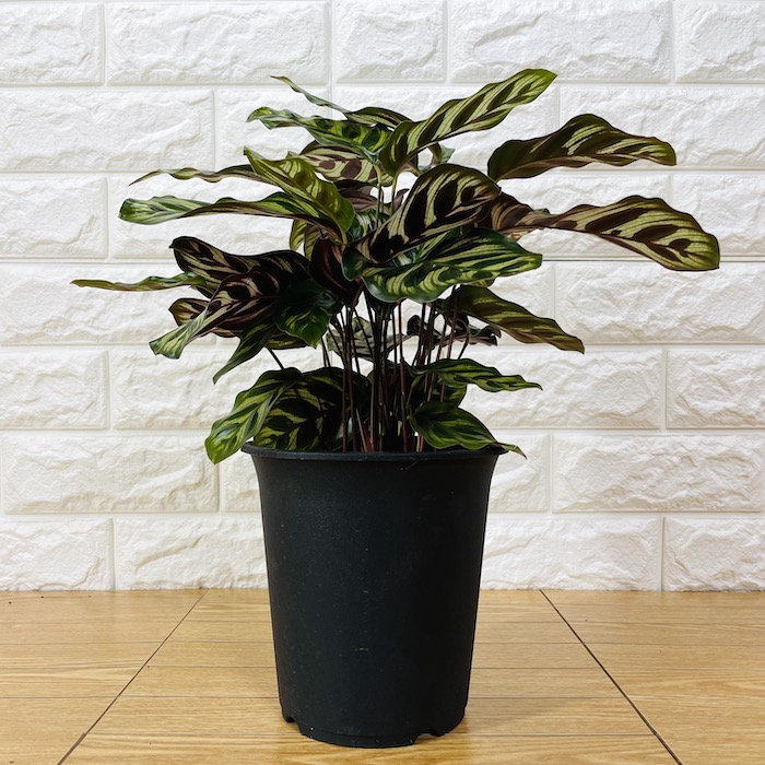 観葉植物 選べる可愛いサイズの５号鉢 パキラ ロブスター ゴムの木 オーガスタ サンスベリア ガジュマル サボテン 金鯱 銀毛玉 カラテア・マコヤナ |  | 08
