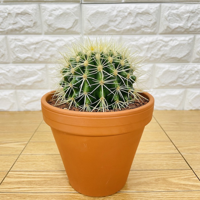 観葉植物 選べる可愛いサイズの５号鉢 パキラ ロブスター ゴムの木 オーガスタ サンスベリア ガジュマル サボテン 金鯱 銀毛玉 カラテア・マコヤナ |  | 07