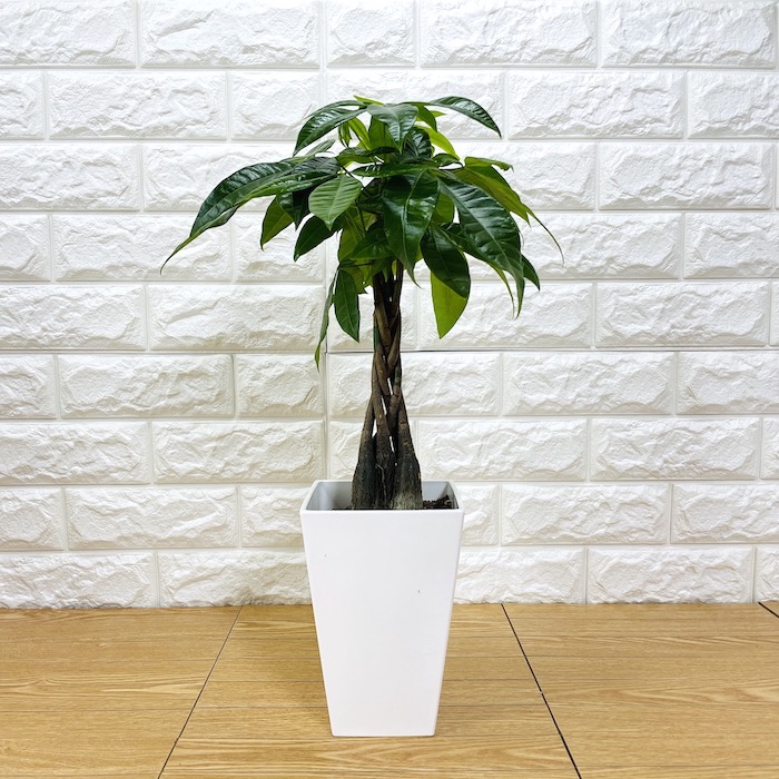 観葉植物 選べる可愛いサイズの５号鉢 パキラ ロブスター ゴムの木 オーガスタ サンスベリア ガジュマル サボテン 金鯱 銀毛玉 カラテア・マコヤナ |  | 01